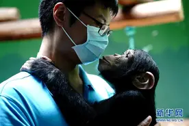 上海动物园的“90后”“奶爸”图片