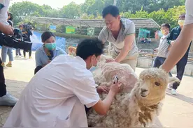 视频｜天气热了，看专业美容师给羊驼宝宝剃毛图片