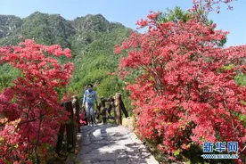 河南汝阳：杜鹃花开图片