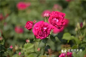 安宁八街邀您赴万亩玫瑰花田之约图片