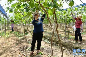 福建仙游：扶贫产业基地 助力精准扶贫图片