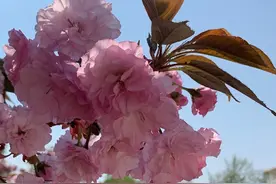 原创｜|莱阳濯村樱花小镇 现在是这个模样（多图）图片
