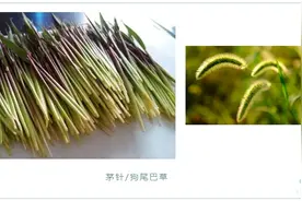 “茅针”你吃过吗？金山河边竟随处可见……图片