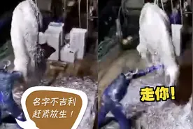 渔民捕获3米巨型“怪鱼”后连忙放回大海：名字不吉利图片