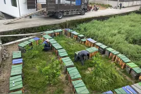 养蜂人重新踏上逐花路图片