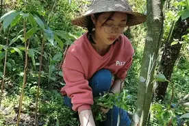 女大学生滞留老家变身药农，翻40余座山建起“百草园”图片