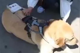 导盲犬乘公交被骂哭，太原残联责成公交集团加强教育视频封面