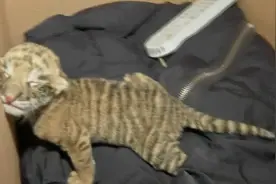 全国首只虎狮虎兽在湖北荆州出生视频封面