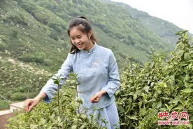 嫁给“茶”的好姑娘肖珺景：舍弃浮华求本真 茶乡女孩心本风雅图片
