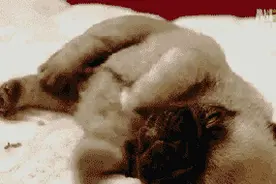 为什么睡着后会不自觉地抖一抖？总算搞清楚了……图片