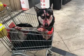 哈士奇被虐待后遗弃 狗主人现身：虐狗者偷走了我的狗，要追责图片