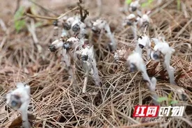 江华：香草源发现罕见珍稀植物水晶兰图片