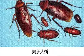 创文创卫 | 蟑螂危害及防治！图片