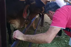 印度人认为被牛舔舐能驱除疾病图片