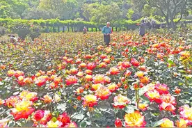 龙寺生态园 月季紫藤花正开图片