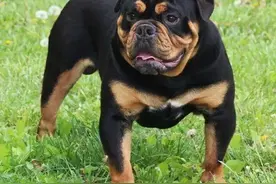 中华田园犬还能养吗？宁波发布养犬条例，27种狗入禁养名录图片