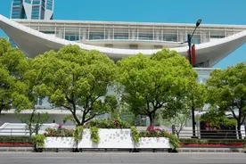 人民大道牡丹盛放，没想到这些花花来自洛阳图片