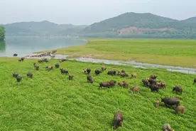 嘉陵江边 观百牛渡江生态奇观