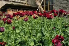 罂粟可治“肠胃炎”？泰州63岁老汉种下1037株，结果悲剧了！视频封面