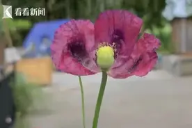 罂粟可治“肠胃炎”？63岁老汉种下1037株……悲剧了图片