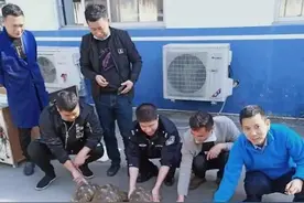 因养了这种宠物，台州31人涉嫌犯罪，养之前，请先做好功课图片
