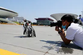 企鹅兄弟游申城图片