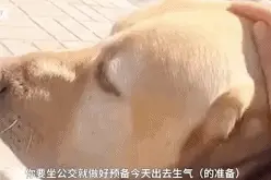 全国助残日丨要成为一只合格的导盲犬到底有多难？图片