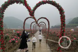 重庆人游重庆丨沙坪坝中梁镇百亩玫瑰园五一开园 近郊游了解一下？图片