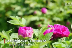 河南洛阳:文化遗产与牡丹花交相辉映视频封面