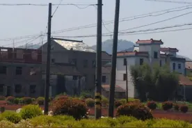 萧山电线杆上“结”了个马蜂窝，区长热线督办除隐患图片