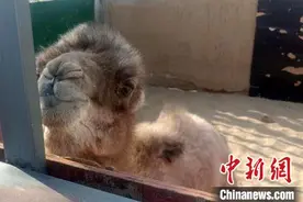 甘肃敦煌救助一只野生小骆驼图片