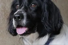 犬生巅峰是怎样练成的？它的嗅觉是你的45倍！图片