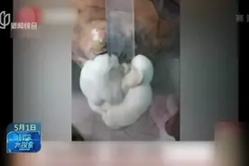 时隔一周  实木茶台长蘑菇视频封面