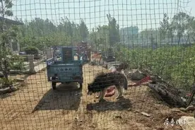 疑似狂犬病发作疯犬失控咬伤两人，临沂警方持枪击毙图片