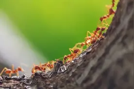 蚂蚁：因为认路能力过于优秀，科学家给我回家路上挖了坑图片