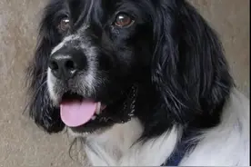 警犬界劳模！BINGO不仅是条网红犬，还是一只社会狗，今天照常出勤训练图片