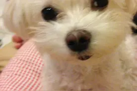 陈乔恩晒《命中注定》纪宝贝近照引阮经天嫉妒图片