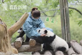 不能化妆又何妨！熊猫宝宝争宠求抱抱 饲养员日常羡煞人图片