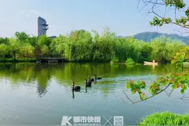 金华浦江“网红”黑天鹅再遭毒手，男子逗鹅不成恼羞成怒，将其敲晕后偷走吃了图片