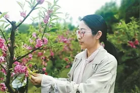 扎根桃林12年 只为奉化水蜜桃走得更好图片
