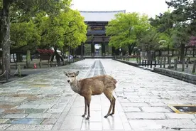 日本五一黄金周，广播喊话大家别出门图片