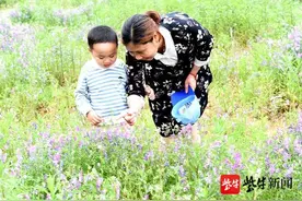 昔日野草成景观，苕子花开，好看还能酿蜜图片
