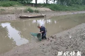 在长江边放了20多个地笼捕鱼，抓你没商量图片