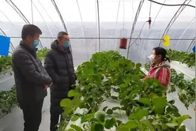 致敬！来自昌平的“草莓大师”！图片