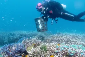 海底种珊瑚的人：潜入海底固定珊瑚残枝，船只在头顶飞图片