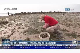 敲蛎子挖蛤蜊 红岛迎来最佳赶海季图片