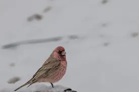 雪域精灵图片