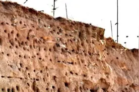 壮观！河北发现崖沙燕栖息地 数百个巢穴聚集一起视频封面