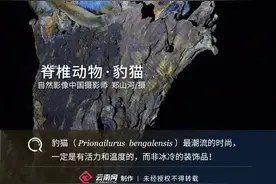 「生物多样性百科」脊椎动物·豹猫：最潮流的时尚，一定是有活力有温度的图片
