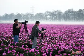 安徽亳州：芍花盛开迎游客图片